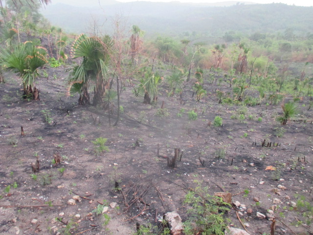 Ladang ini luasnya di atas 1 ha terletak di perbatasan desa Oenoni 2 Kec.Amarasi dan desa Oebesi Kec.Amarasi Timur, belum ditanam