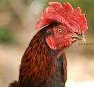 foto kepala ayam