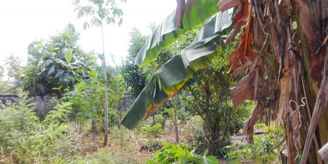 SMP Negeri 1 Fatuleu Tengah, Sekolah Berbudaya Lingkungan – Info NTT