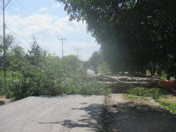 Lebar jalan ditutupi pohon besar