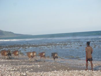 Menggembalakan sapi di pantai??